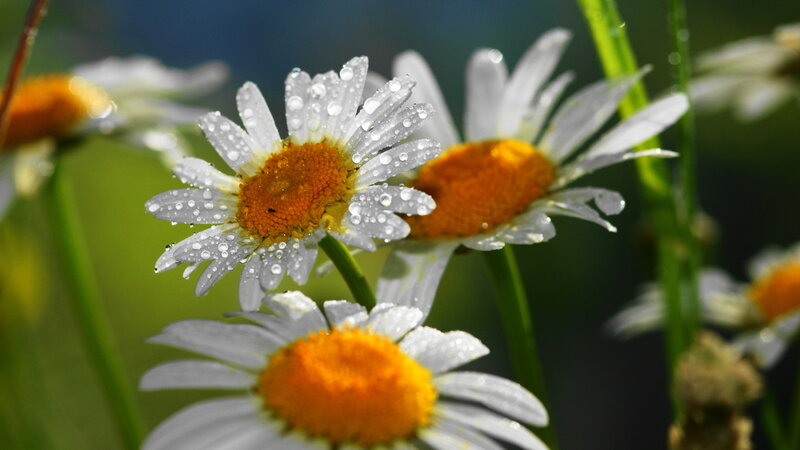 Daisies with Water Droplets — White, Serene