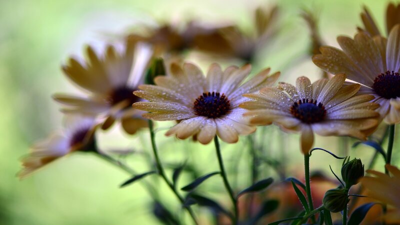 Daisies with Water Droplets — Yellow, Serene