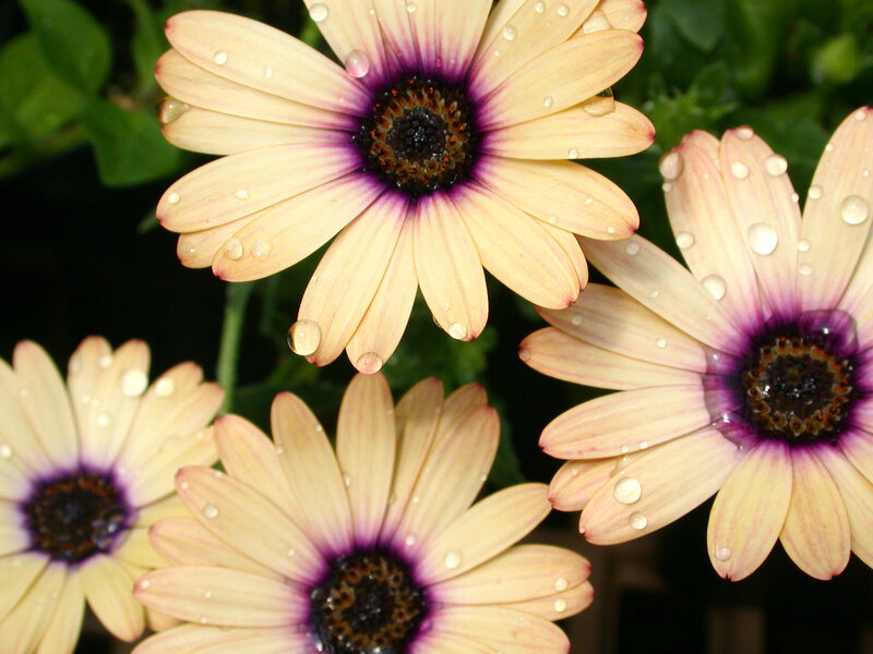 Daisies with Water Droplets — Yellow