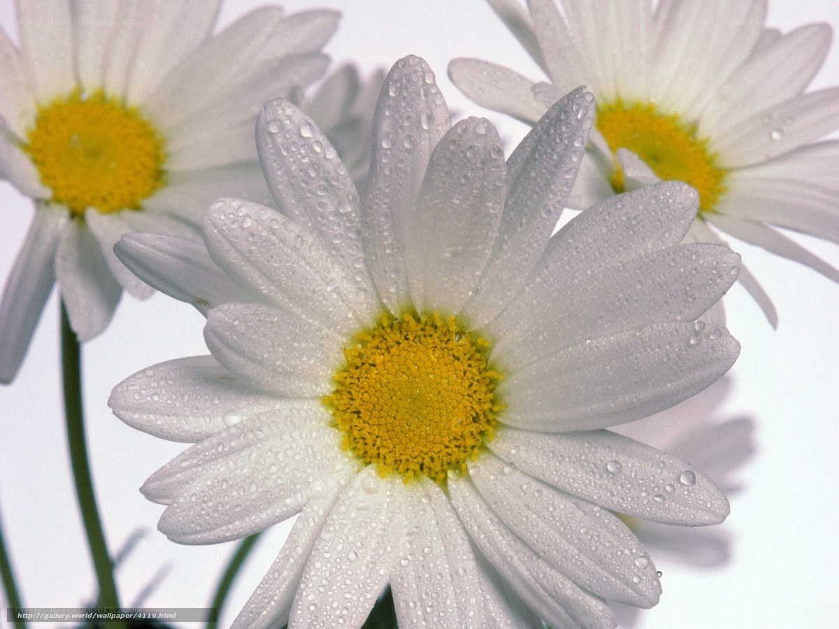 Daisies with water droplets