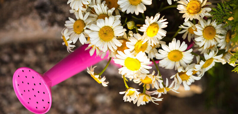 Daisies with Watering Can