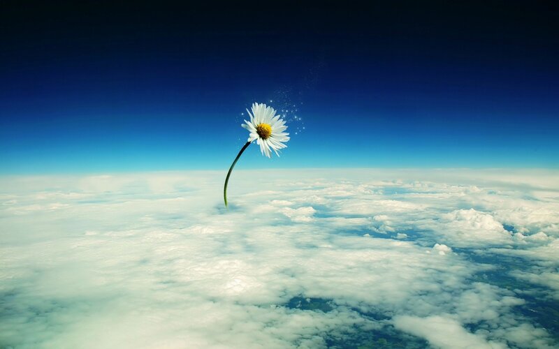 Daisy Above Clouds