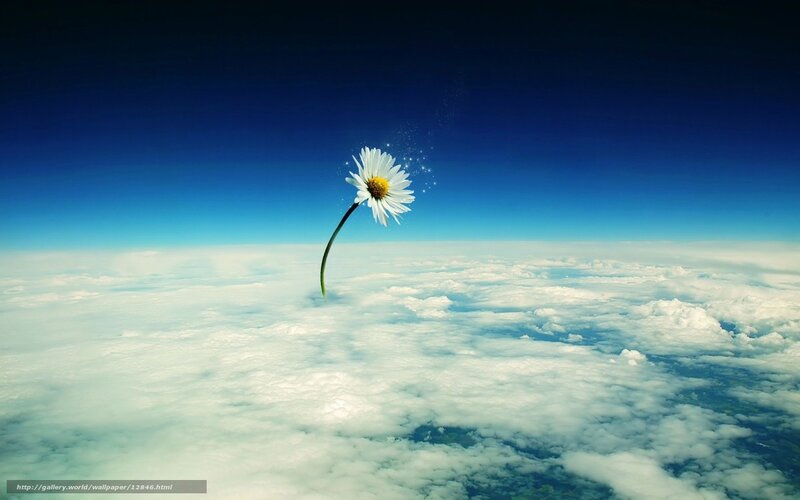 Daisy above the clouds