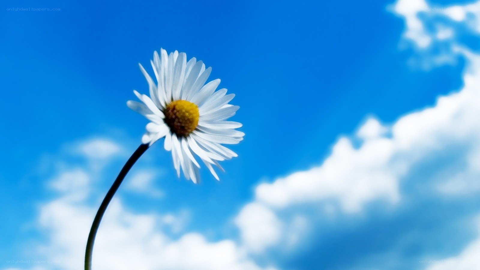 daisy against blue sky