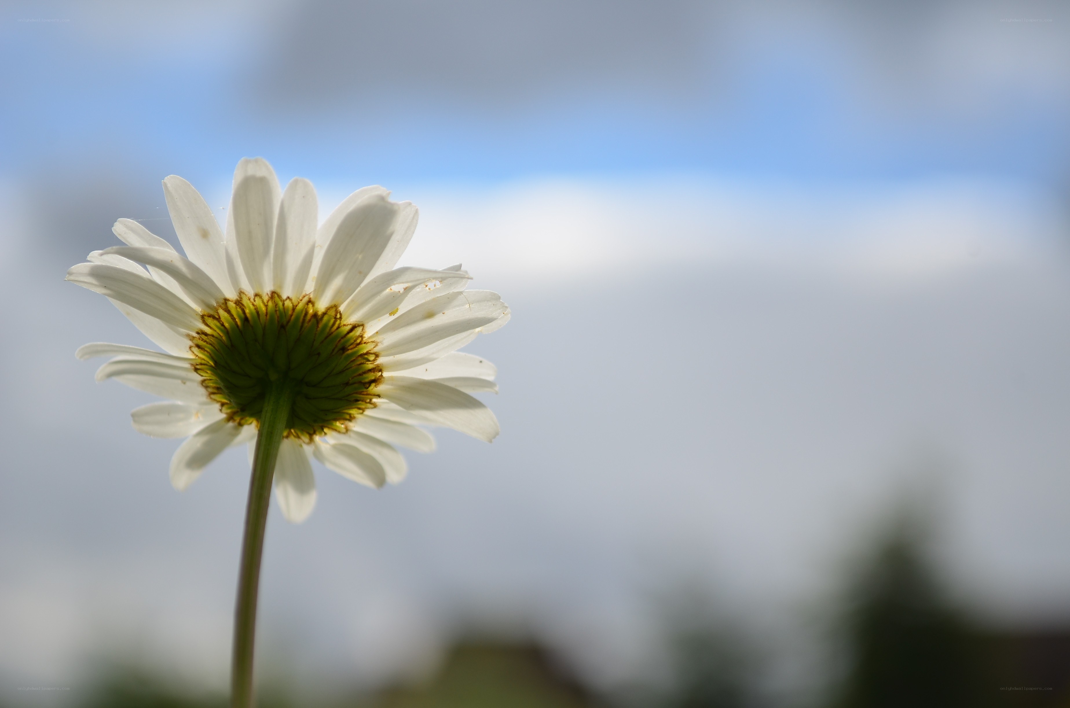 daisy against blue sky