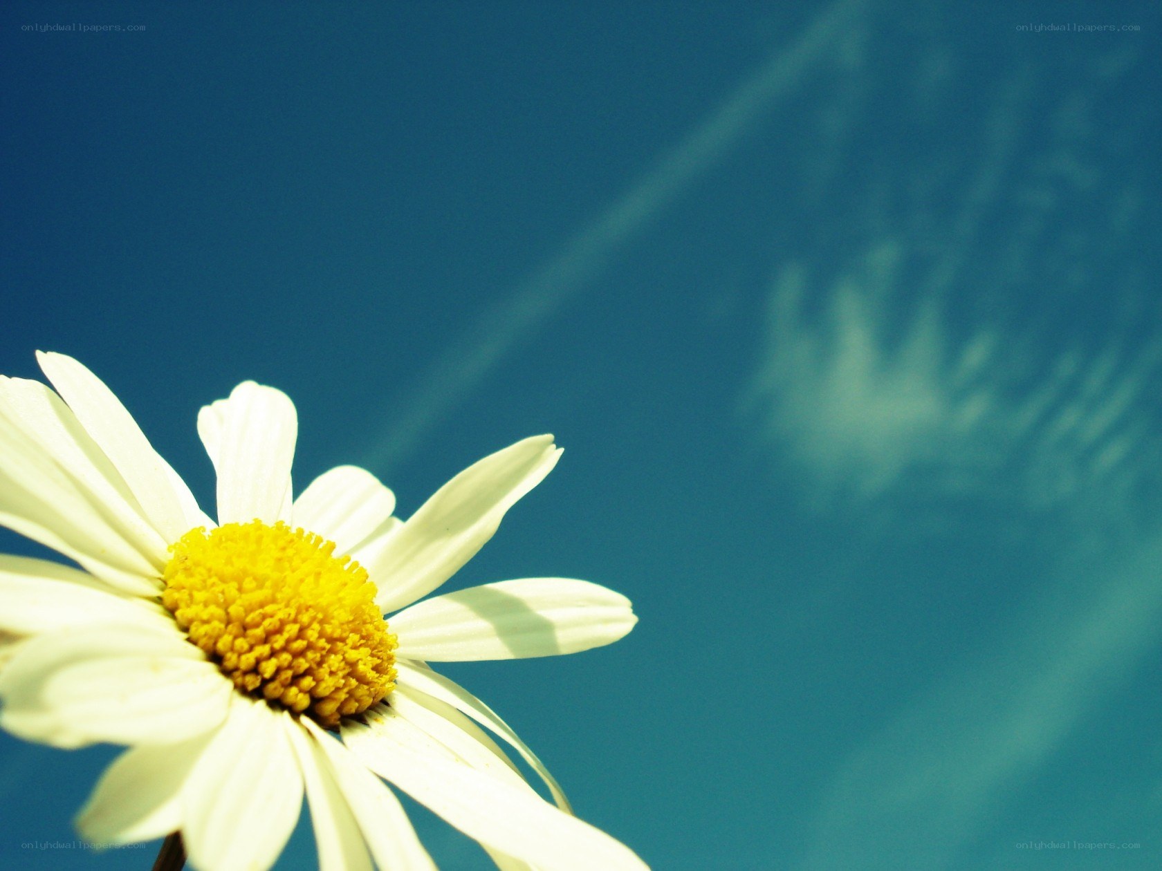 daisy against blue sky