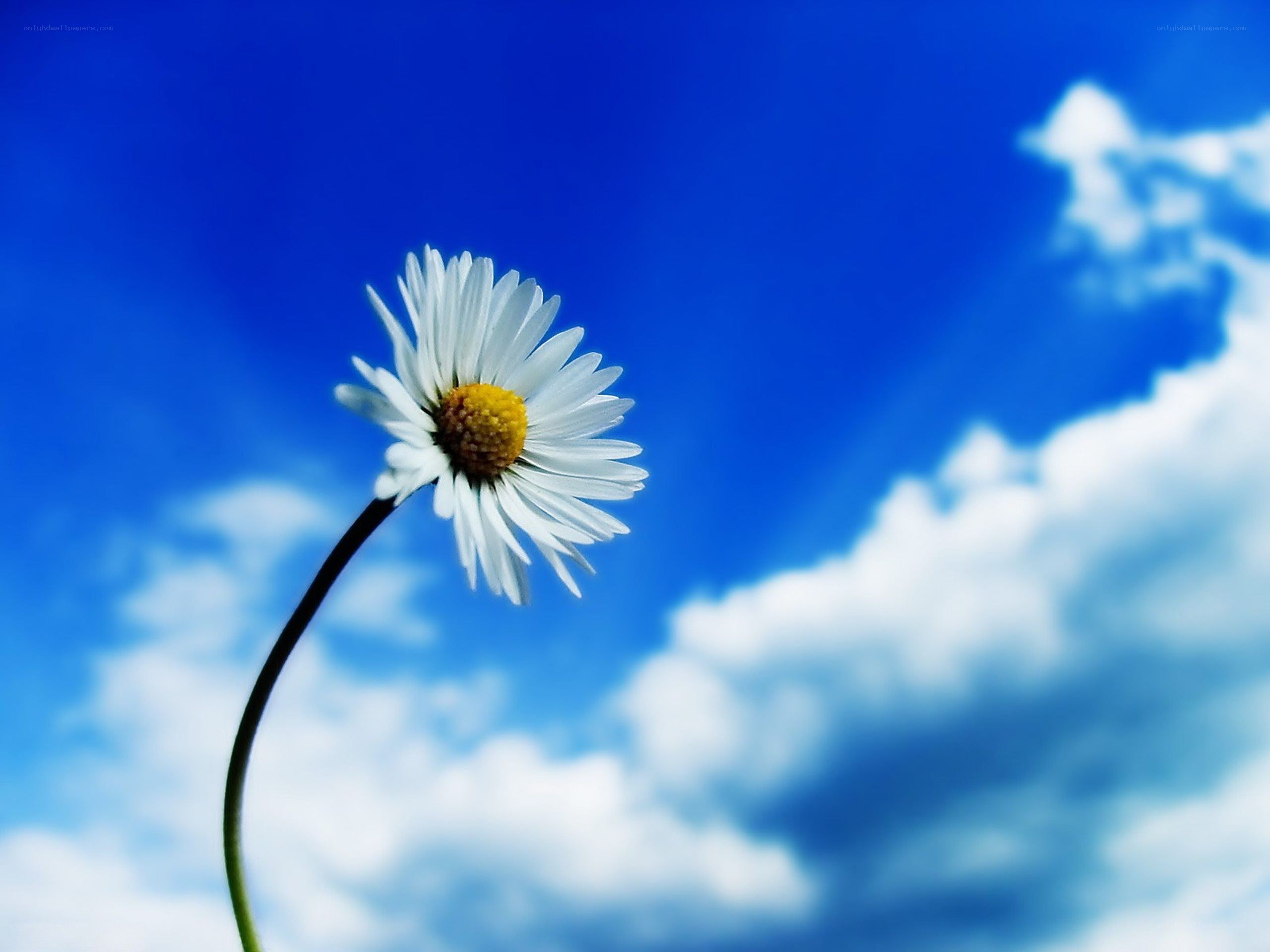 daisy against blue sky