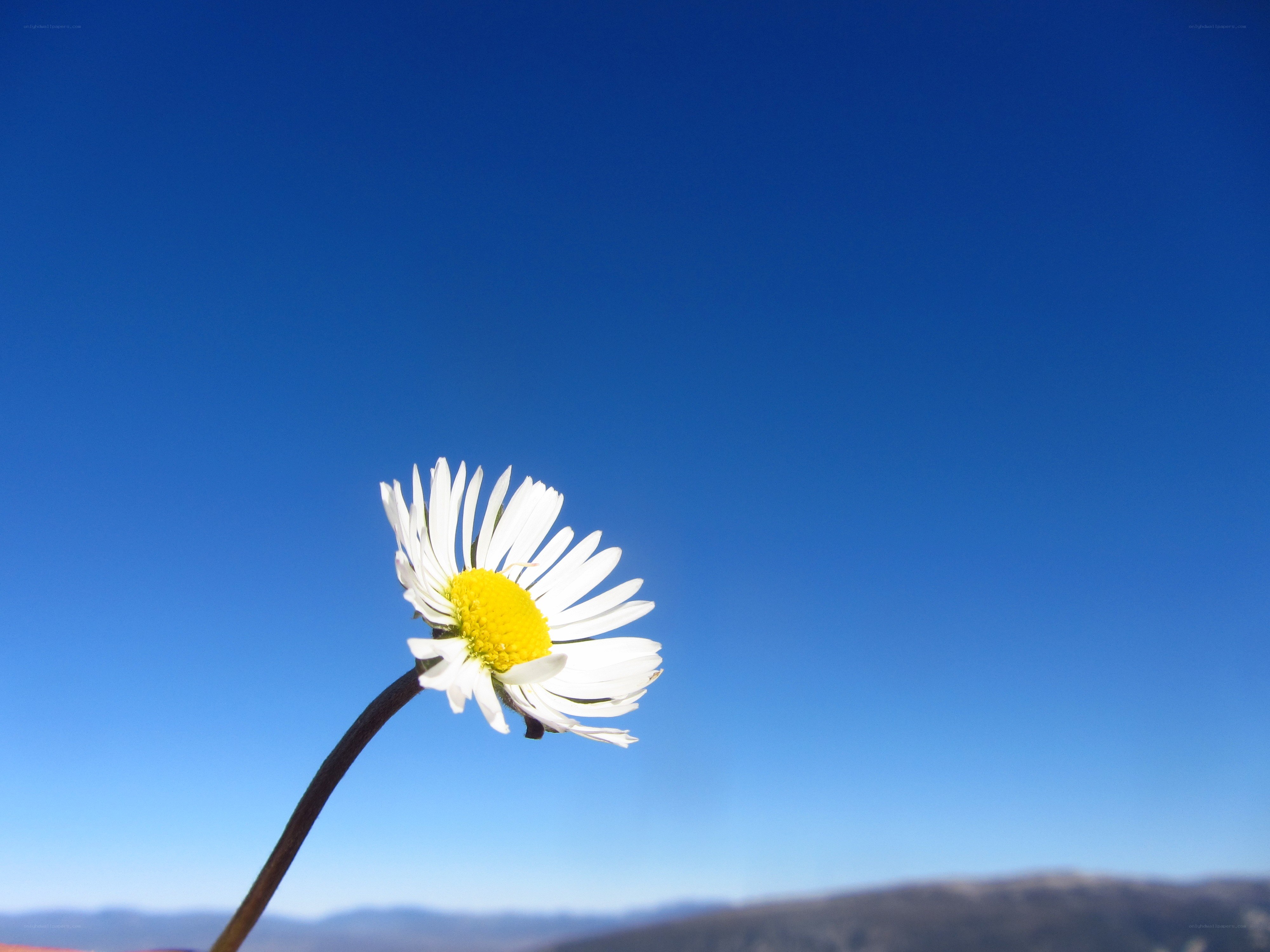 Daisy against blue sky