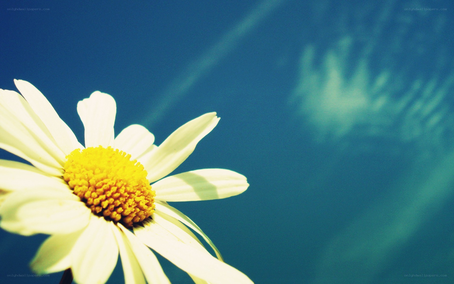daisy against blue sky