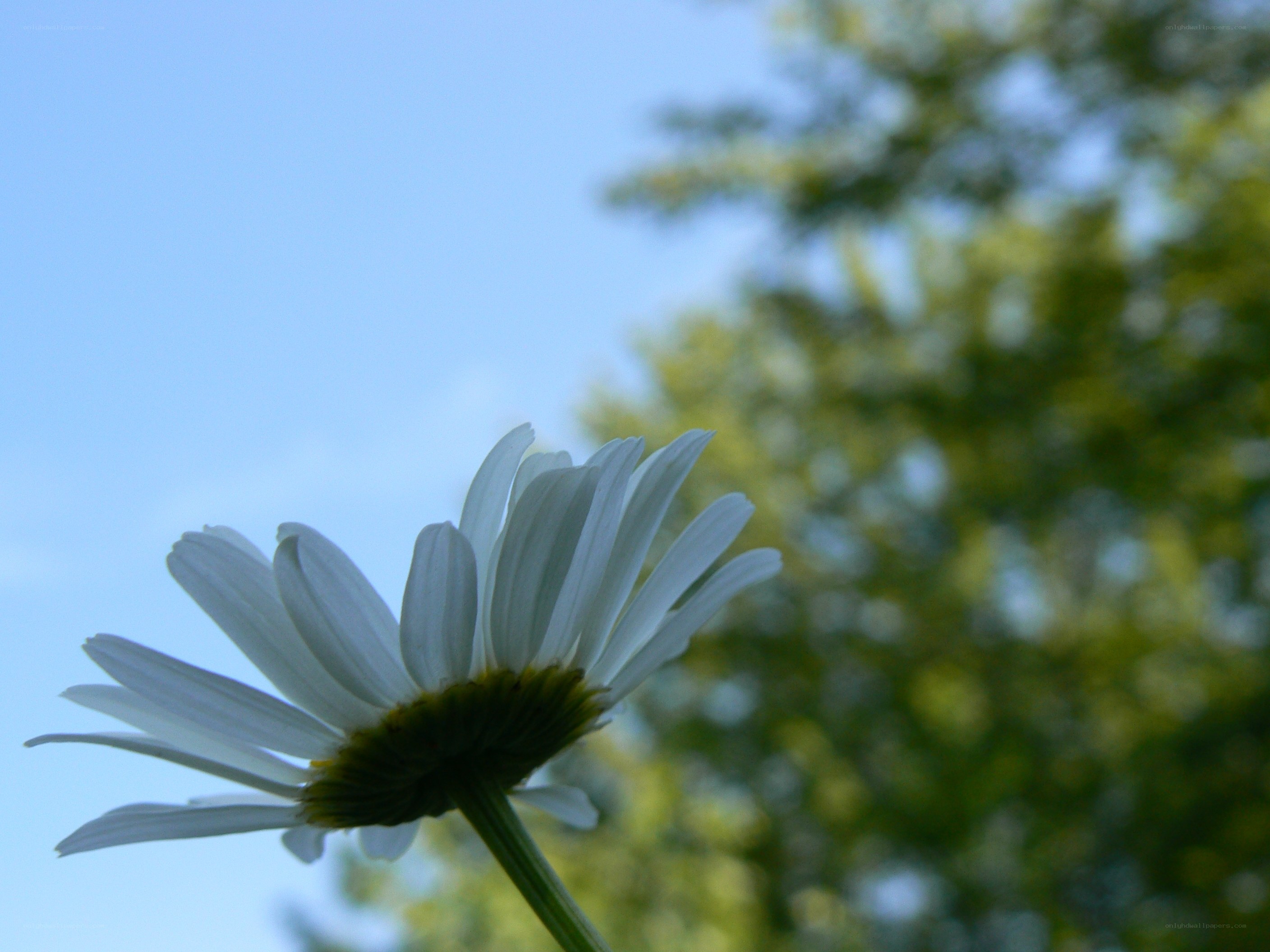 daisy against blue sky