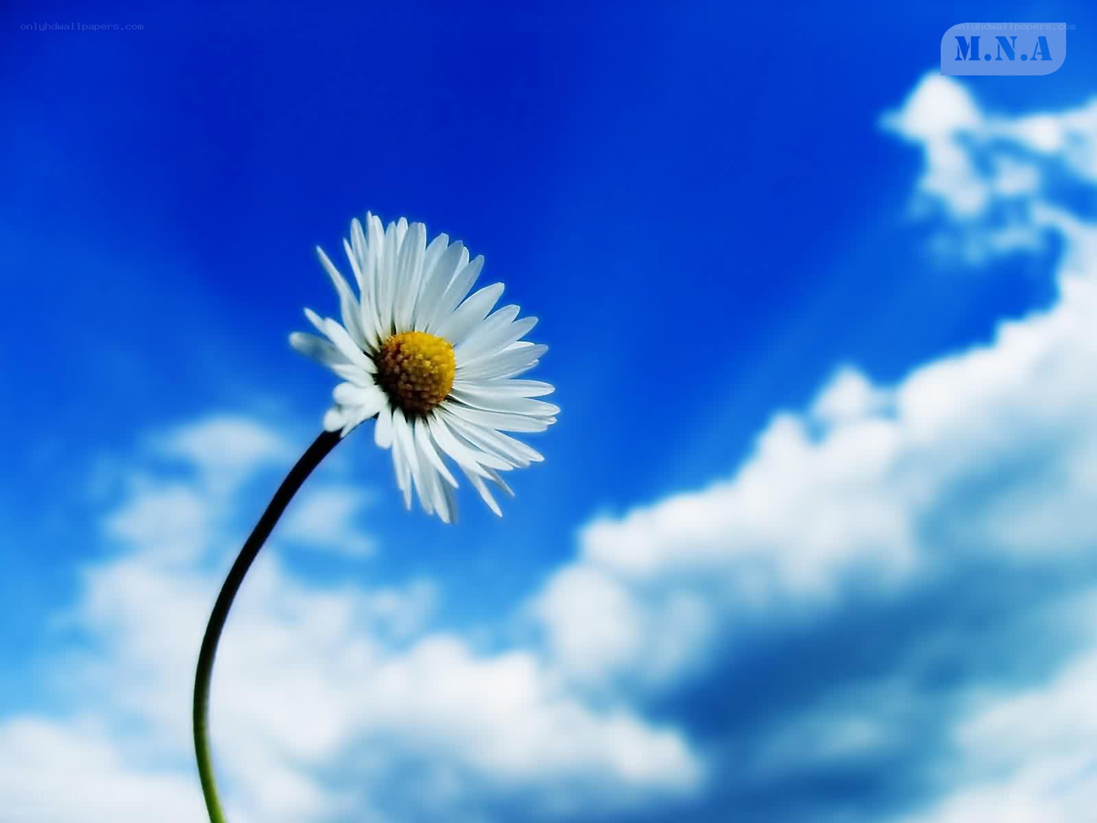 Daisy against blue sky