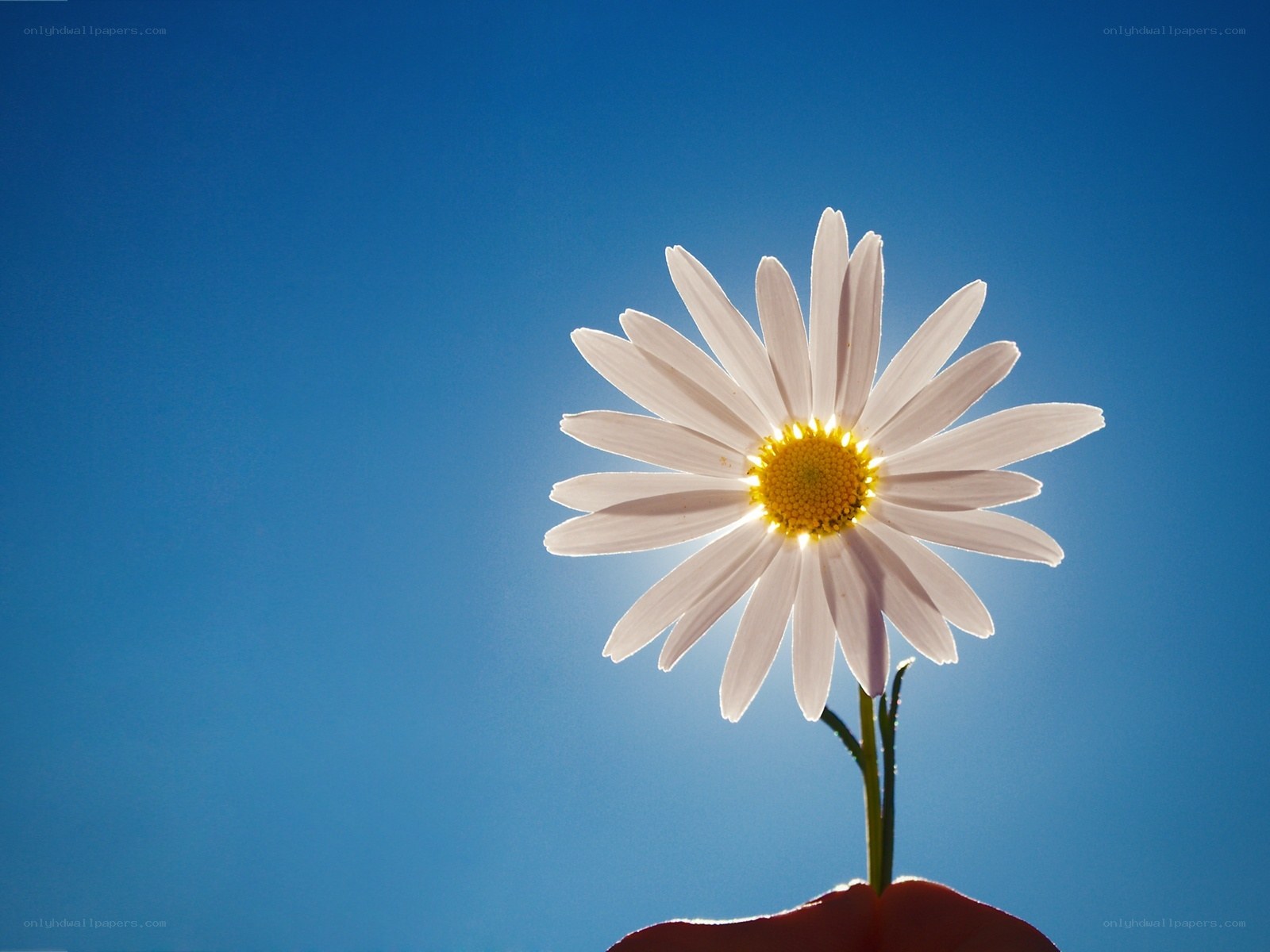 Daisy against blue sky
