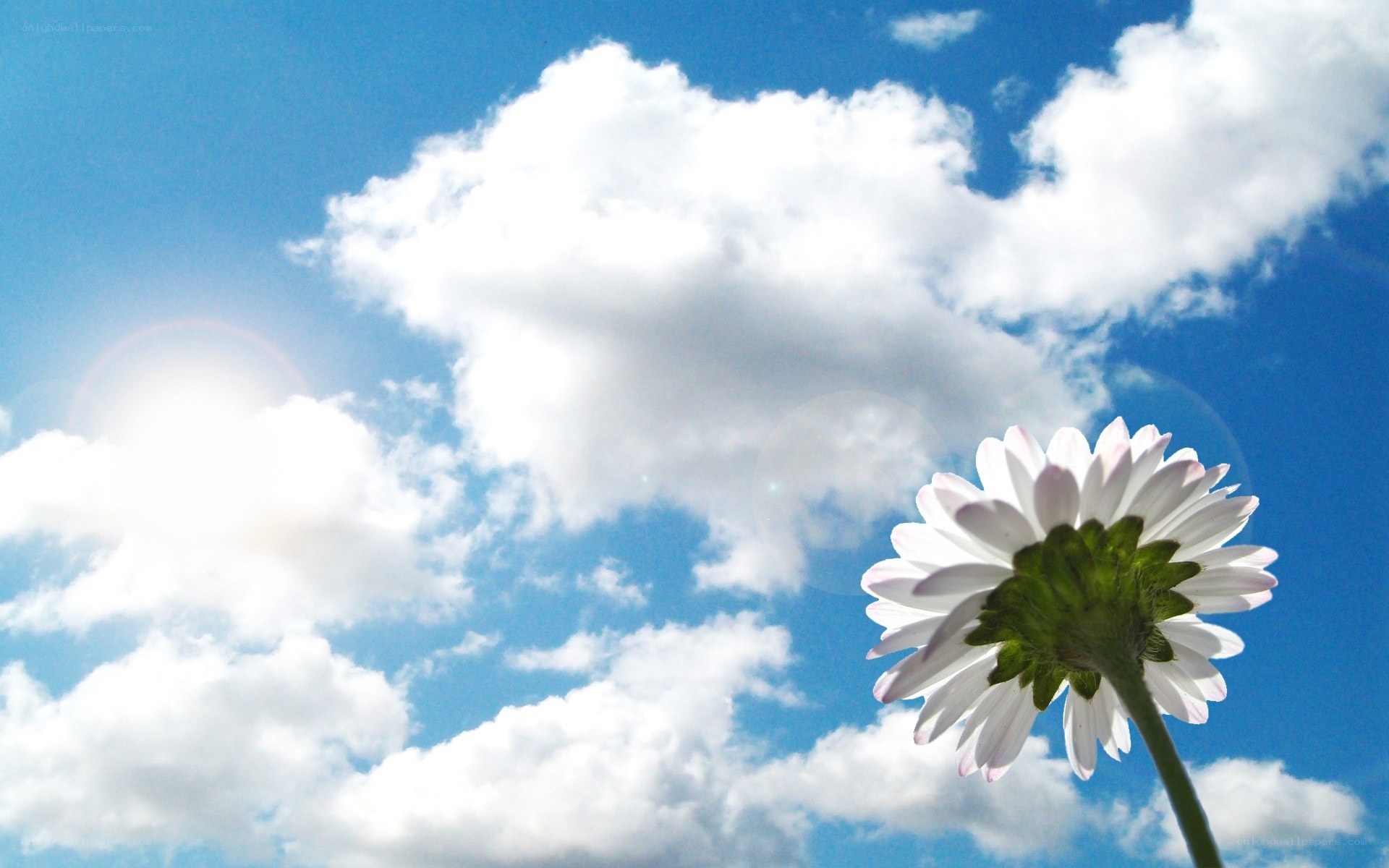 daisy against blue sky