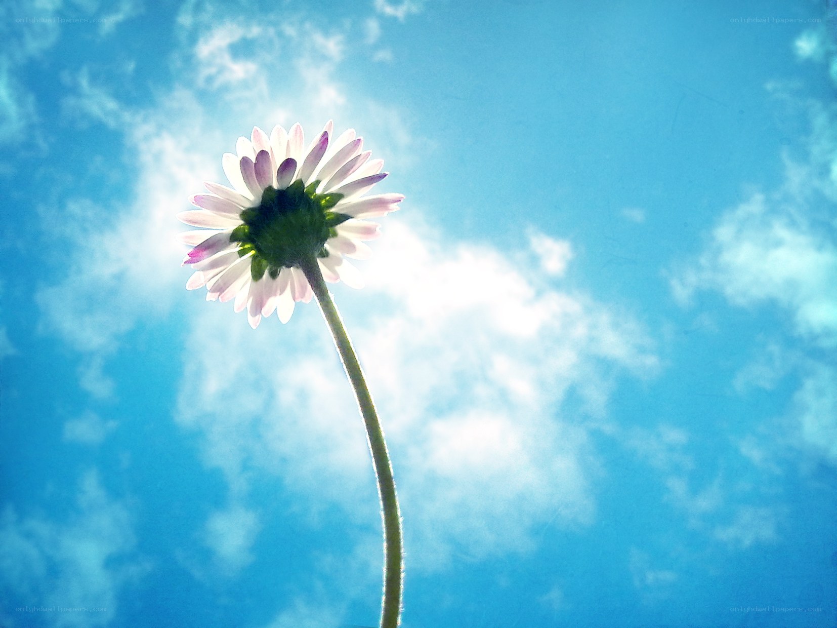 daisy against blue sky