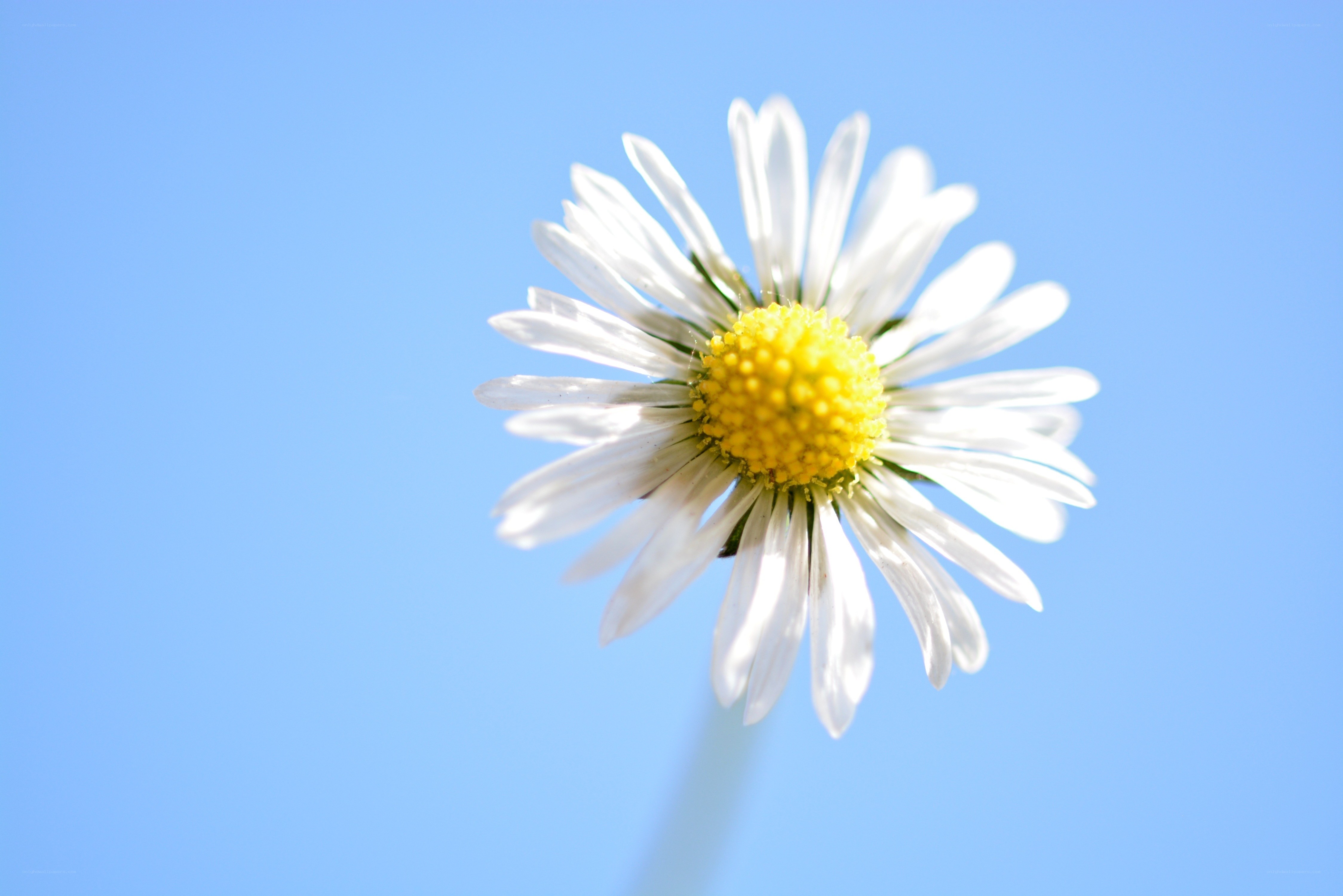 daisy against blue sky