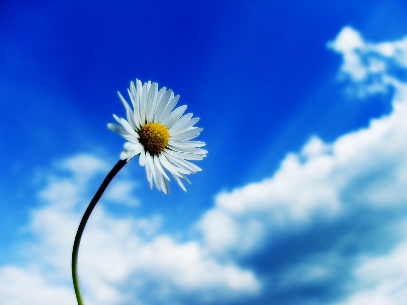 Daisy against blue sky