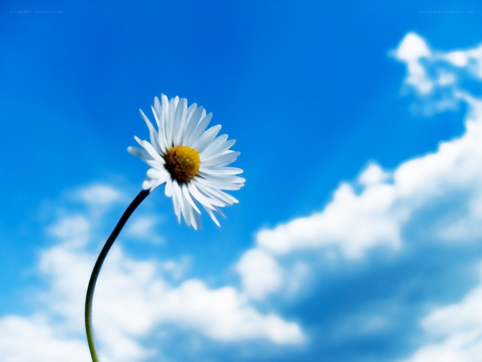 daisy against blue sky