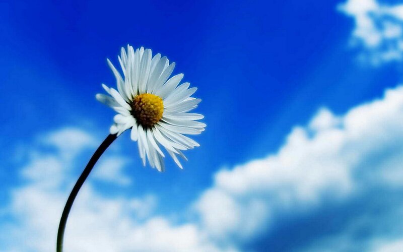 daisy against blue sky