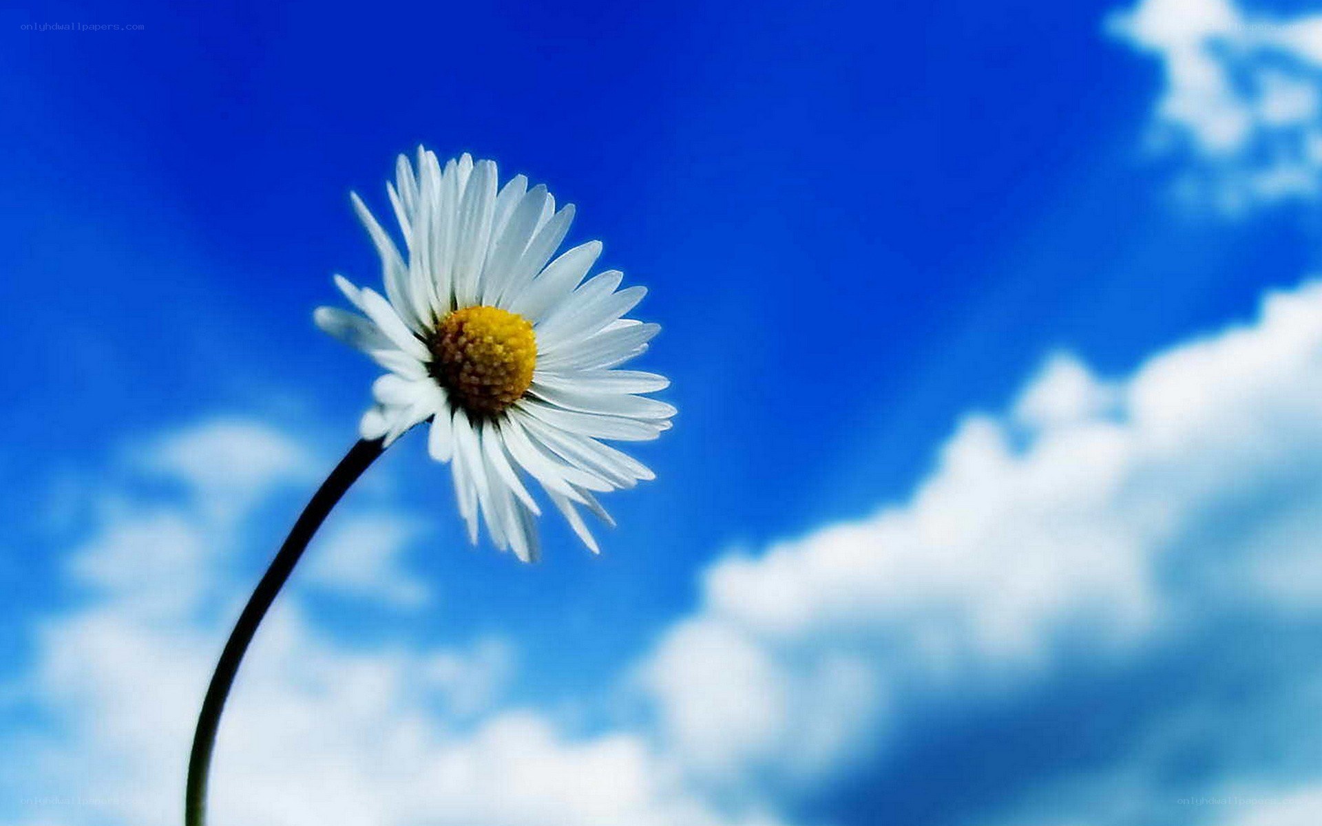 daisy against blue sky