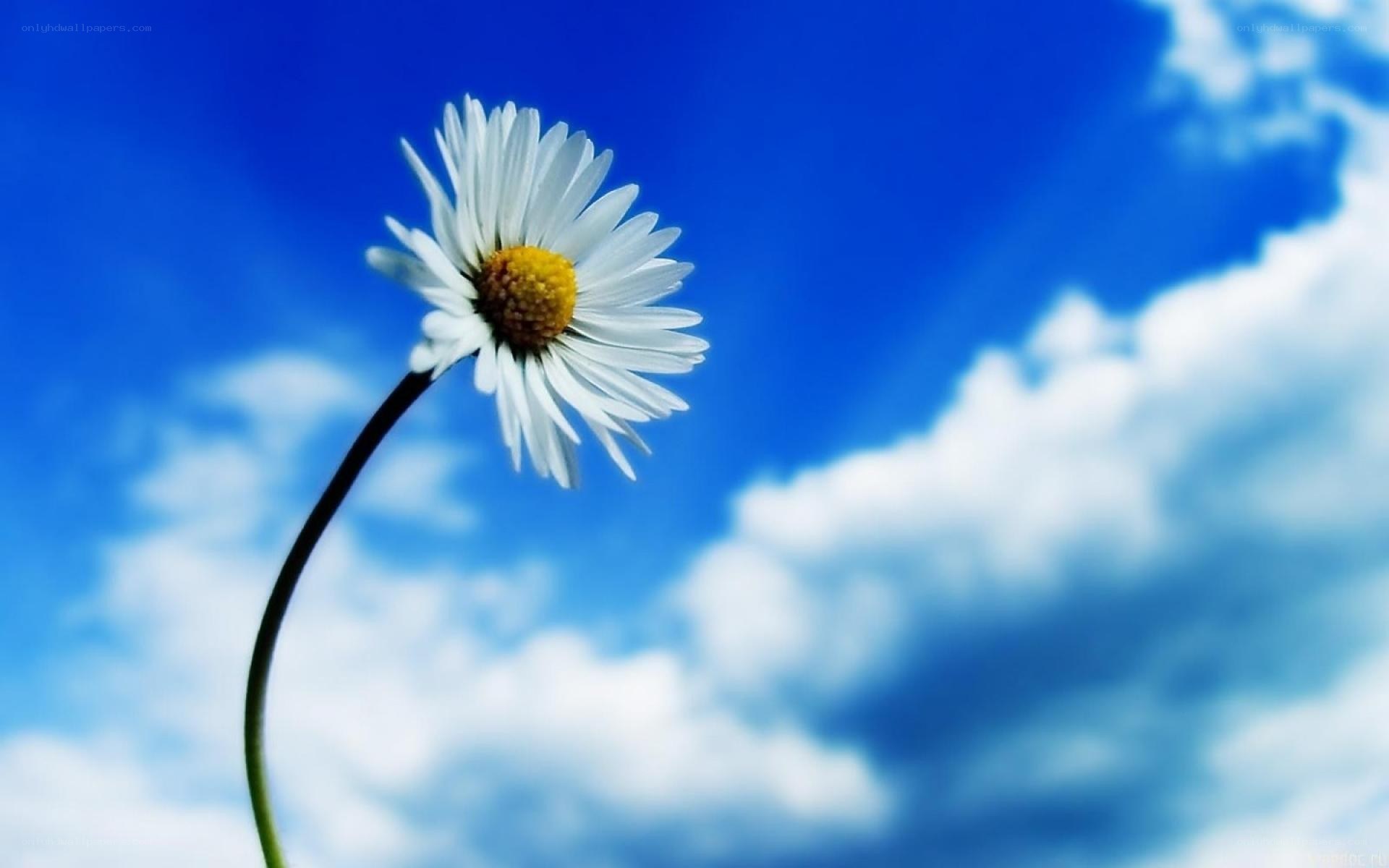 daisy against blue sky