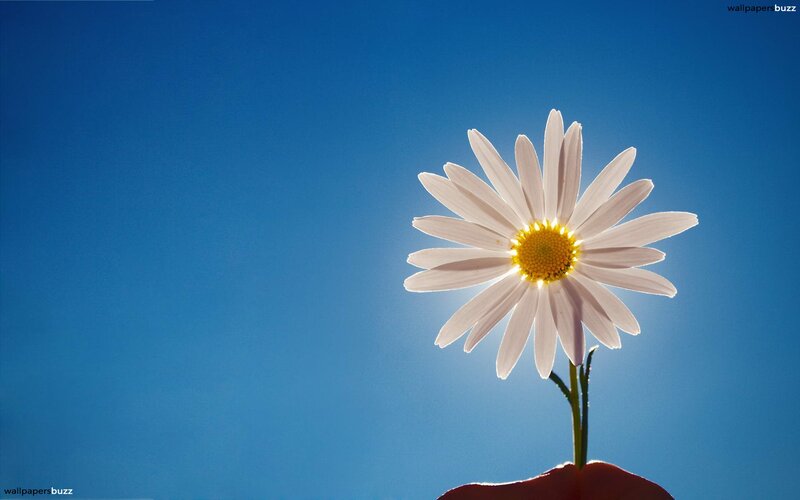Daisy Against Blue Sky — Serene