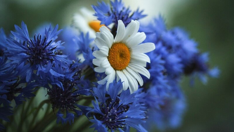 Daisy Among Blue Flowers