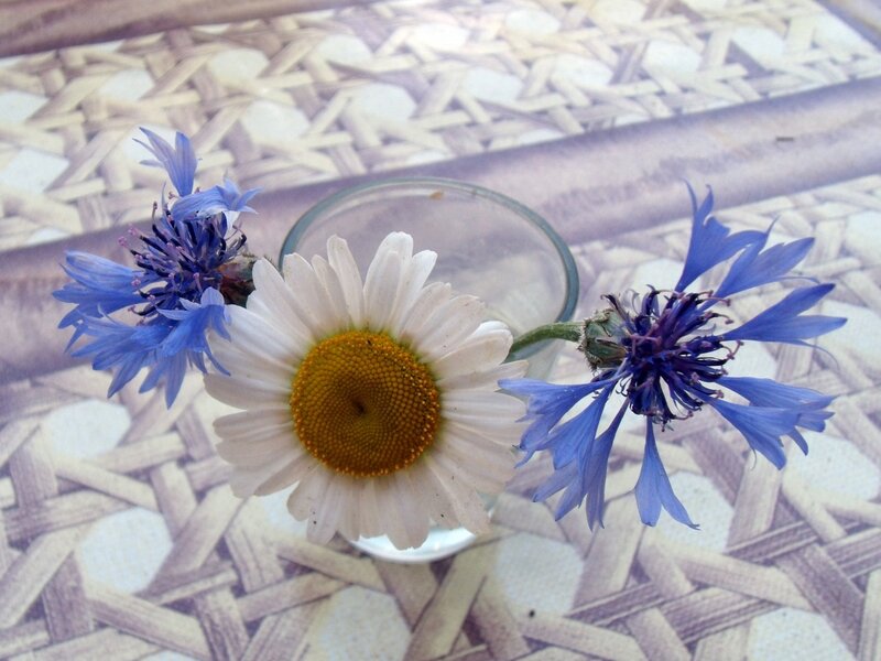 Daisy and Cornflowers
