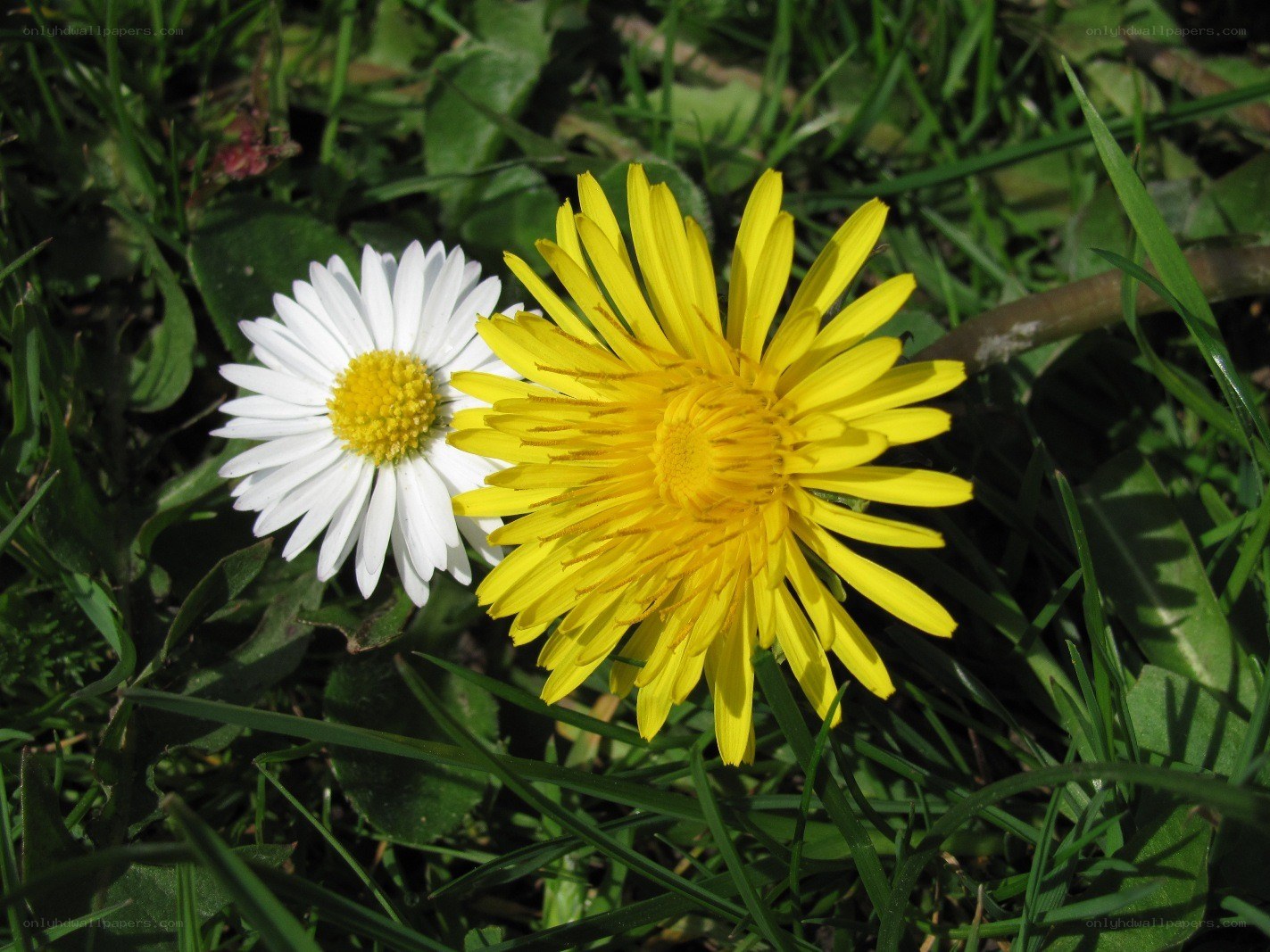 Daisy and dandelion in grass