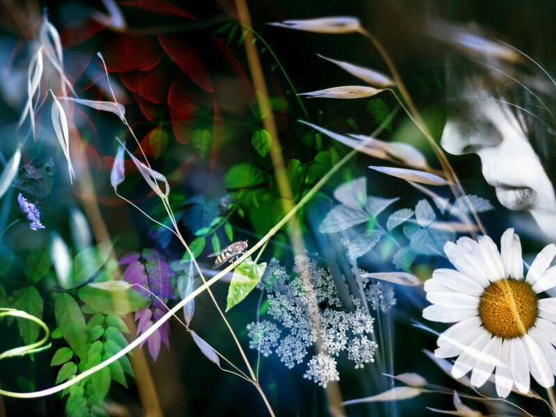 Daisy and Insects in Grass