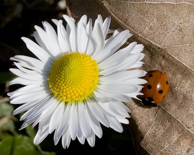 daisy and ladybug on leaf