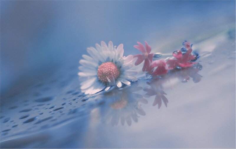 Daisy and Pink Flowers