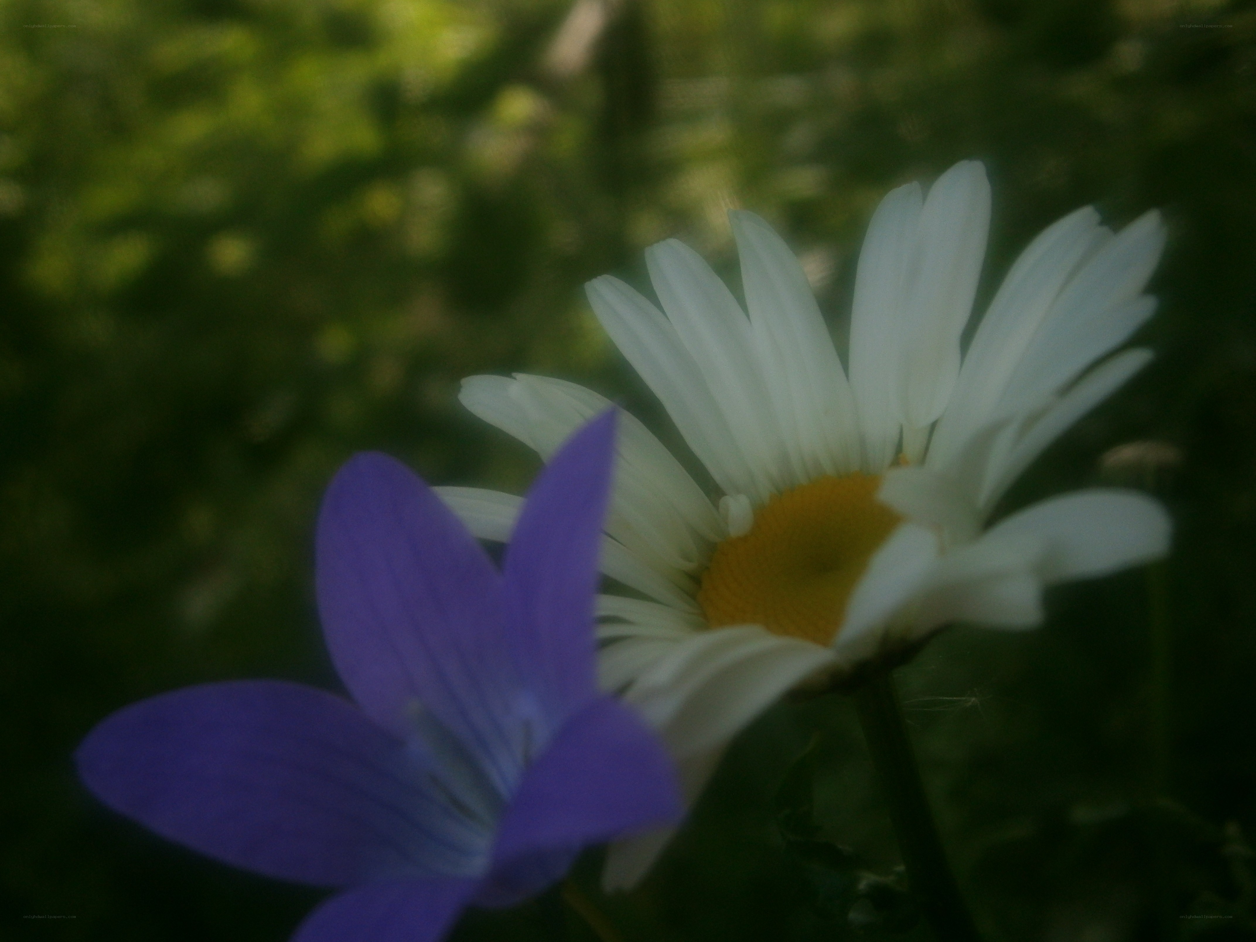 Daisy and purple flower