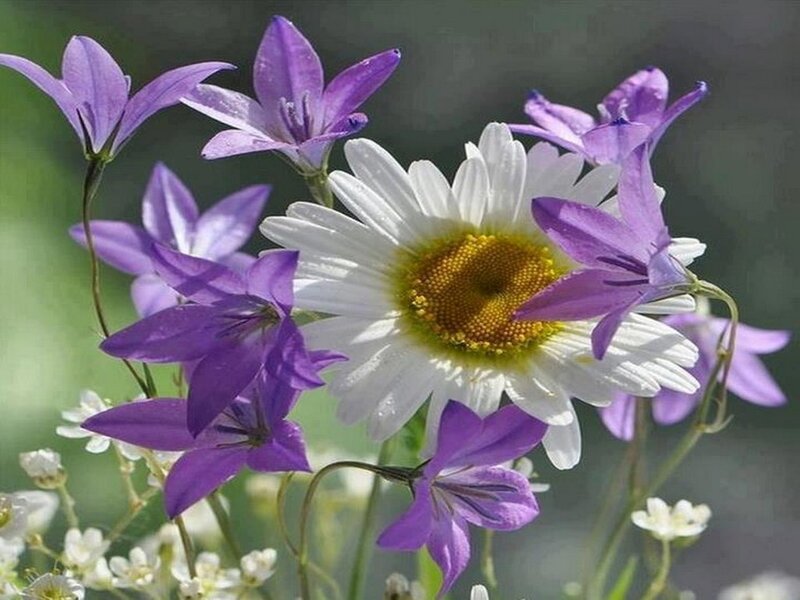 Daisy and Purple Flowers