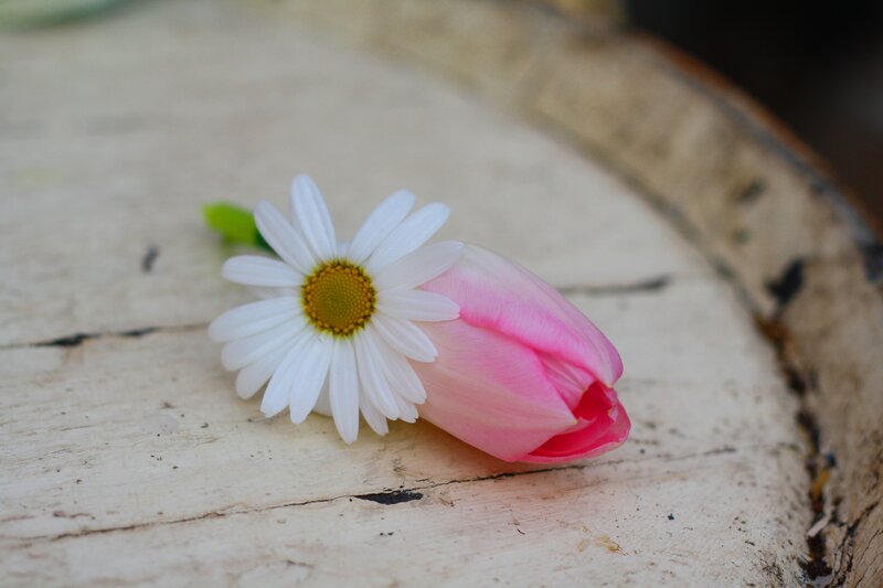 Daisy and Tulip Flower