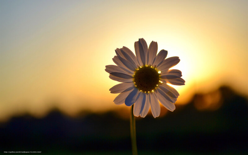 daisy at sunset