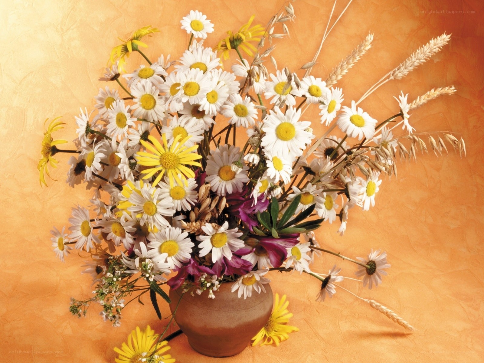 Daisy bouquet in a vase