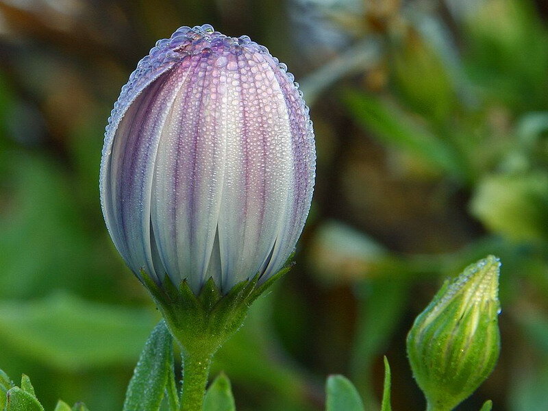Daisy Bud with Dew