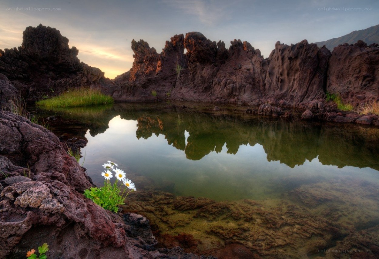Daisy by the volcanic pond