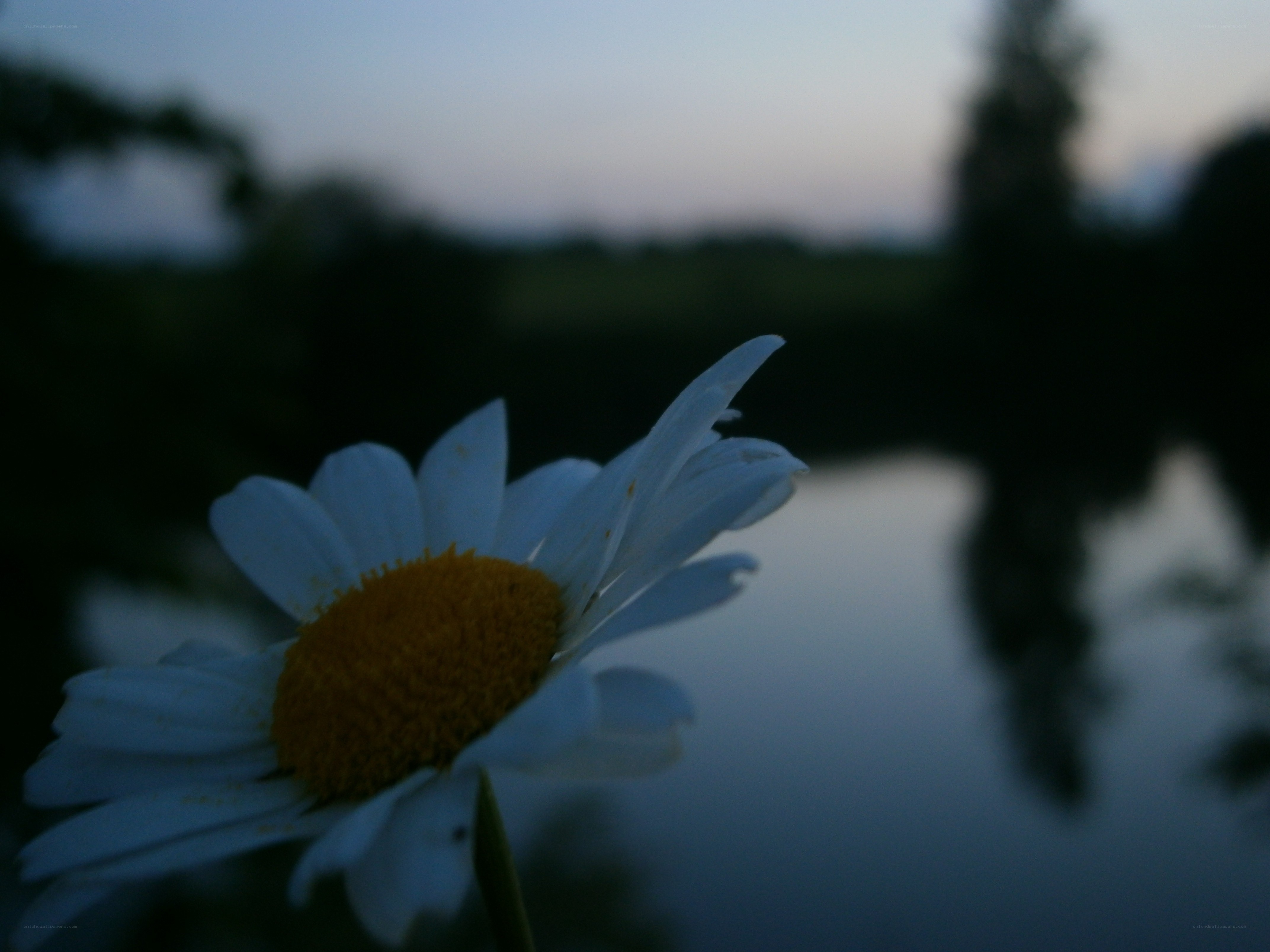 Daisy by the water at dusk