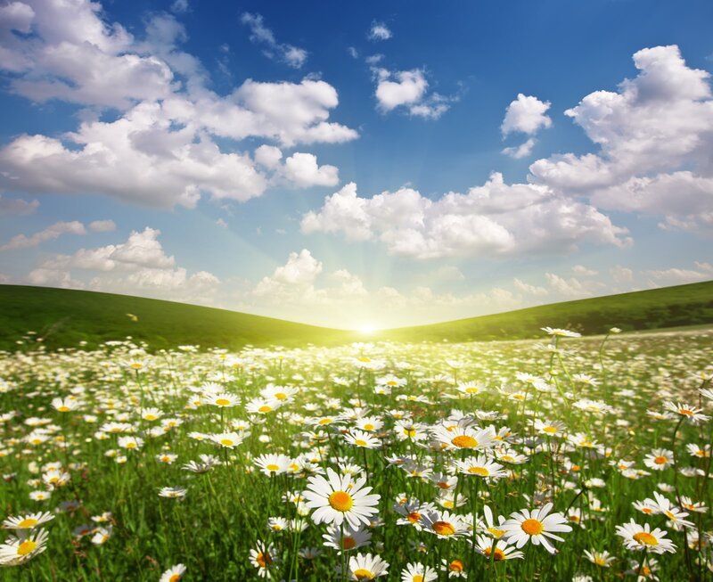 Daisy Field at Sunrise — Green