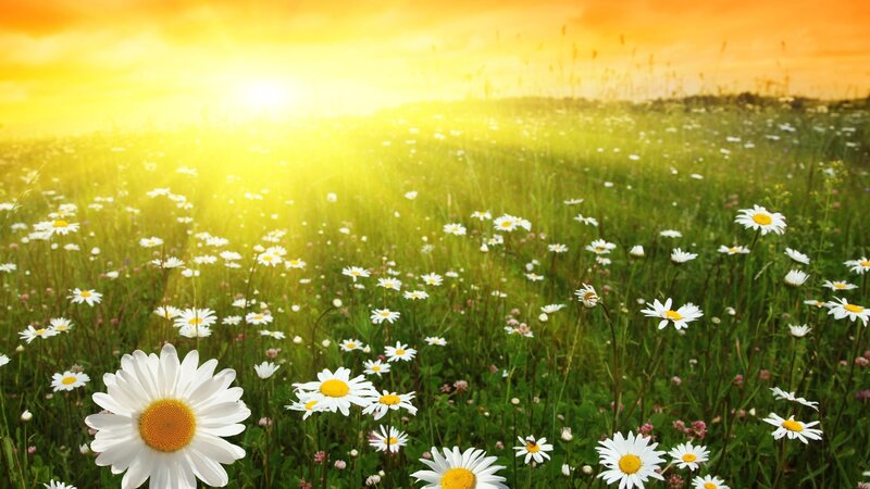 Daisy Field at Sunrise — Yellow