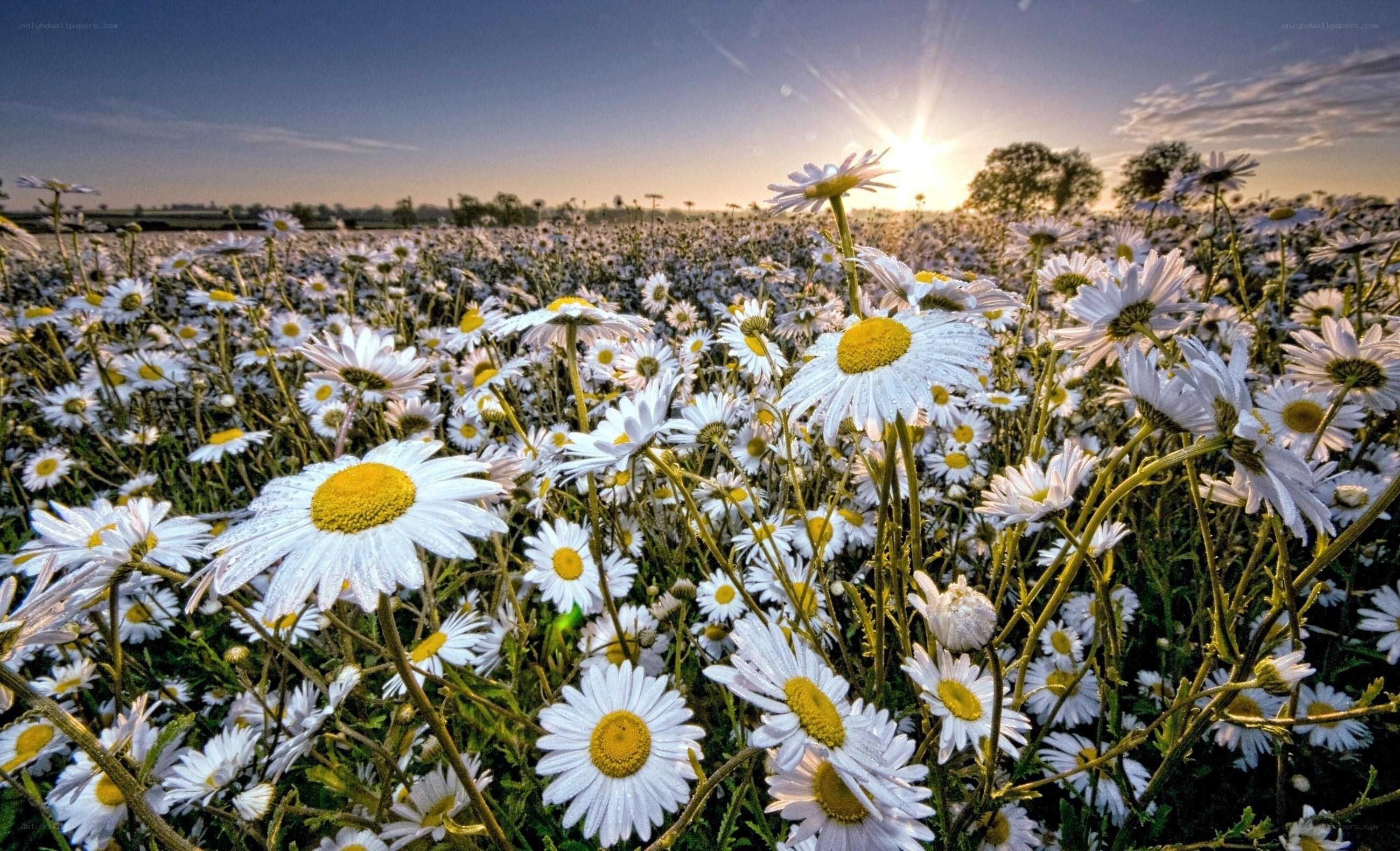 Daisy field at sunrise