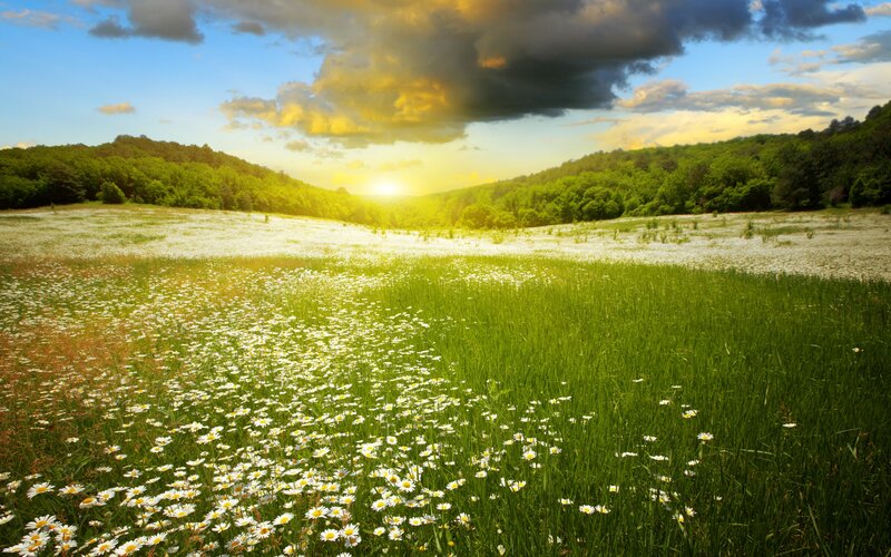 Daisy Field at Sunset — Green, Serene, Photograph, Flowers, Hills