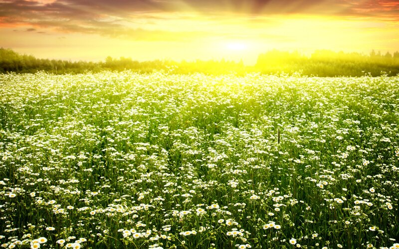 Daisy Field at Sunset — Green, Serene, Photograph
