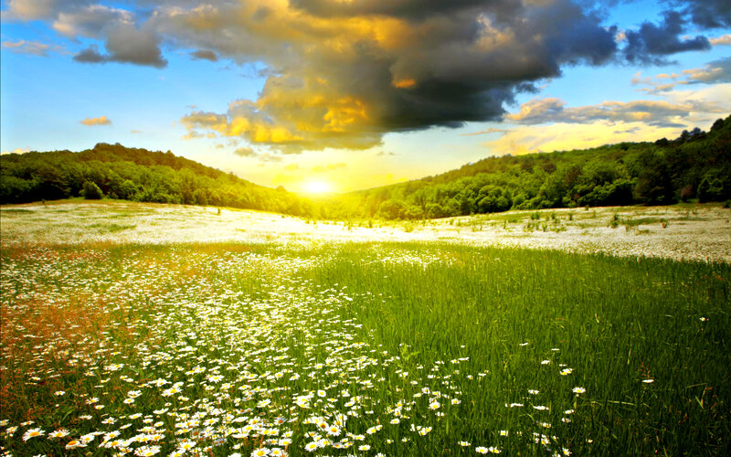 Daisy Field at Sunset — Green, Serene