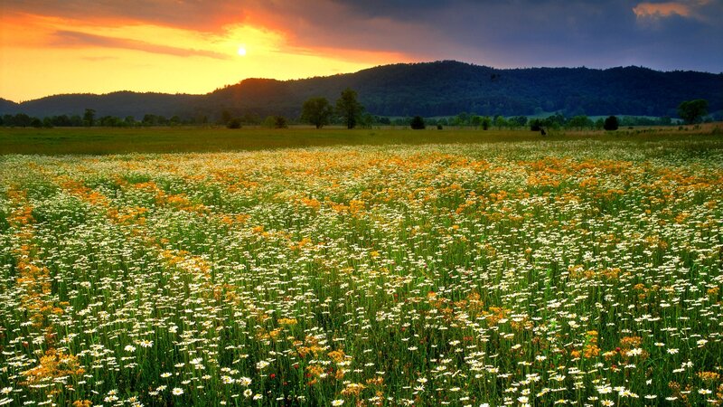 Daisy Field at Sunset — Green