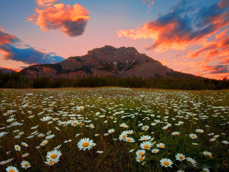 Daisy Field at Sunset — Pink