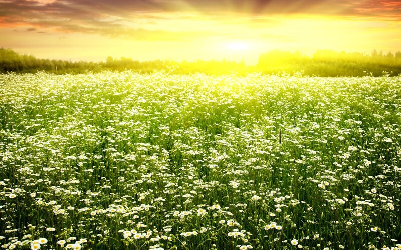 Daisy field at sunset