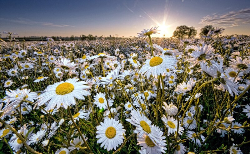 Daisy Field at Sunset — White, Serene, Photograph, Sun