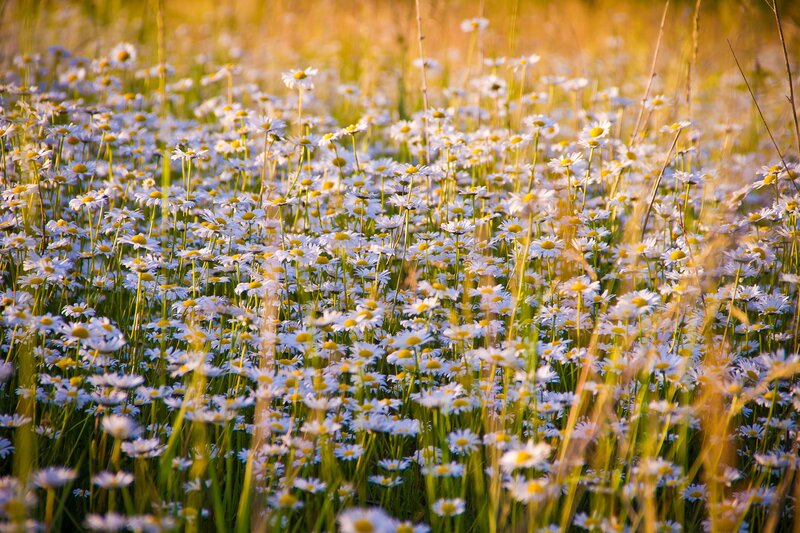 Daisy Field at Sunset — White, Serene, Photograph